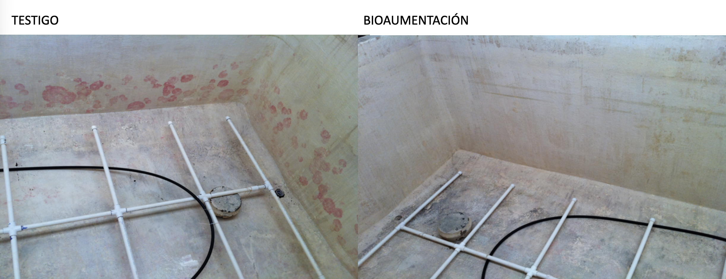 Mejoramiento de calidad de agua en cultivo larvario y maternización